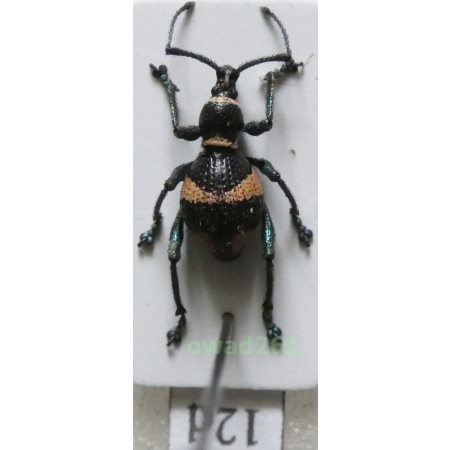 Calidiopsis speciosa Heller, 1913 male Philippines12d